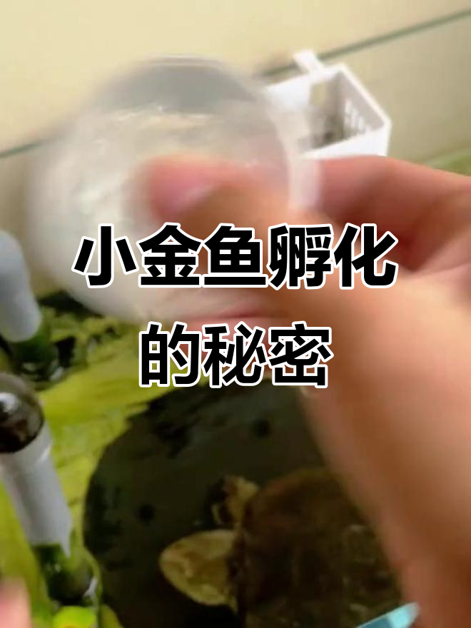 魔法鱼孵化实验,竟然有这么多惊喜!