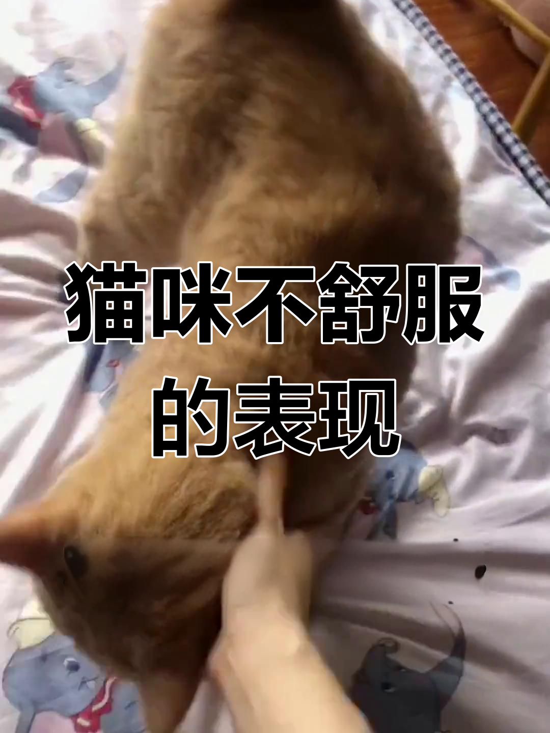 猫咪母鸡蹲姿势,可能是身体不适信号