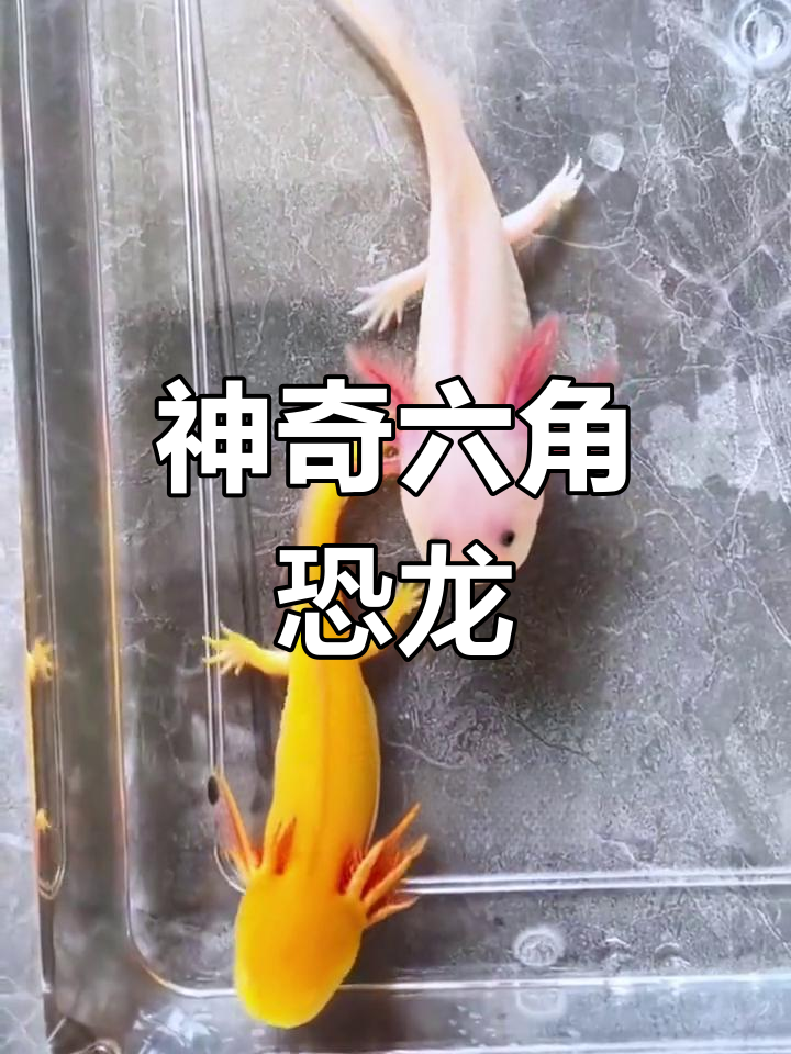 六角恐龙鱼:可爱又皮实,超容易养!