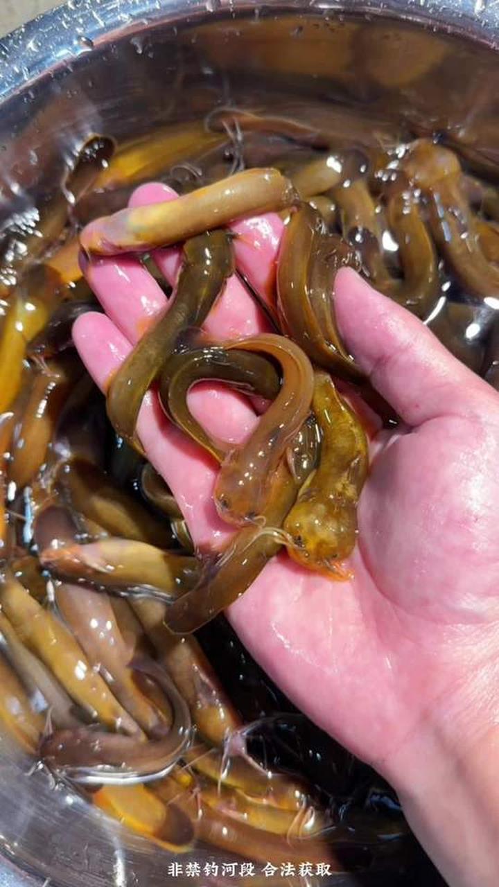 川渝地区都在吃的贵州淡水鱼，有你爱吃的吗？