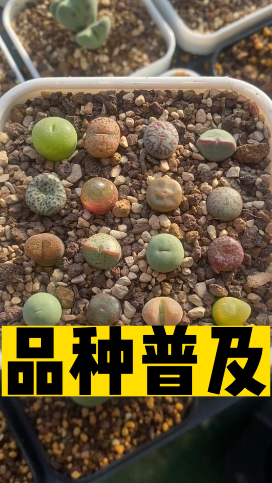 肉锥新手品种普及