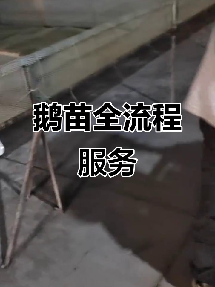 湖北鹅苗孵化场,全程技术指导与回收服务