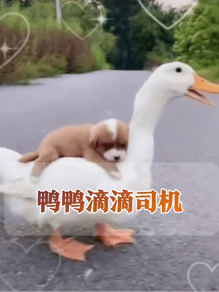 大白鸭变身“滴滴司机”,迷你小狗躺平搭顺风车萌翻了