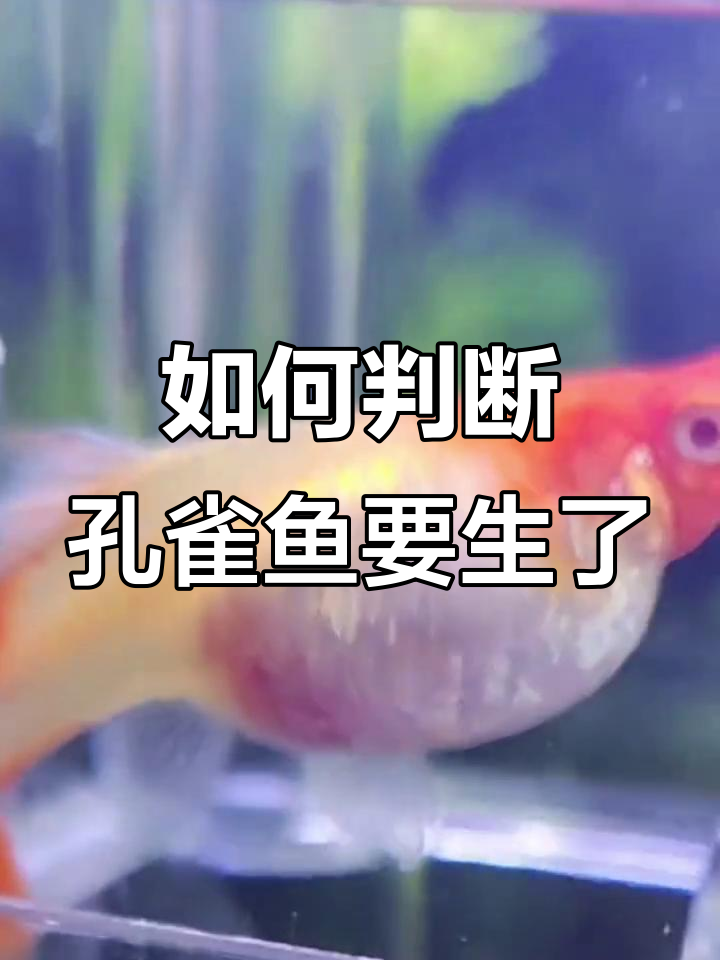 孔雀鱼快生的四大征兆,如何判断母鱼即将生产