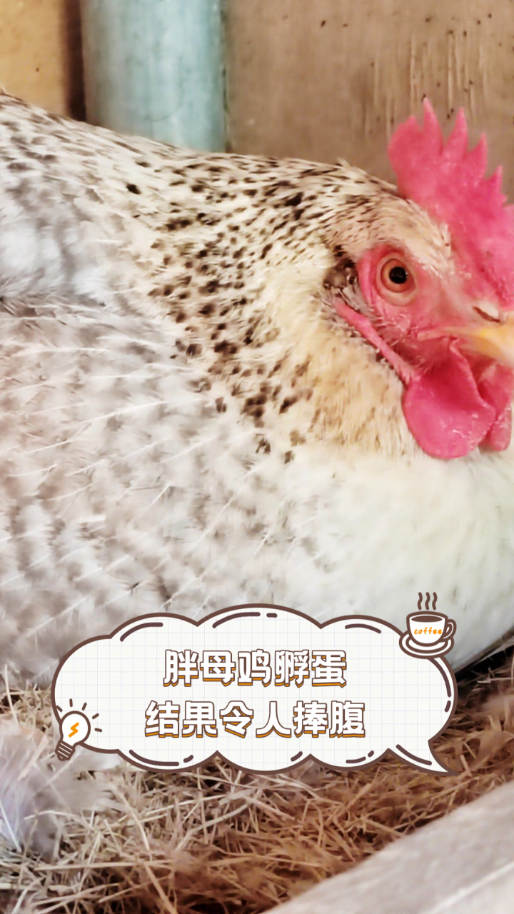 胖母鸡孵蛋结果令人捧腹
