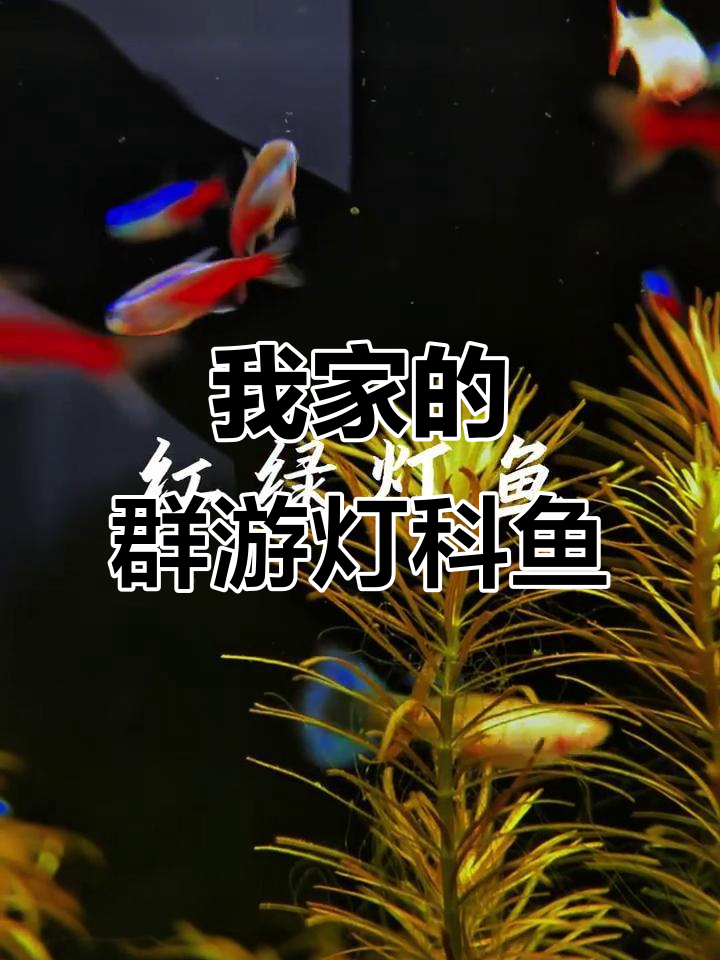 群游灯科鱼大揭秘,我家的小精灵们