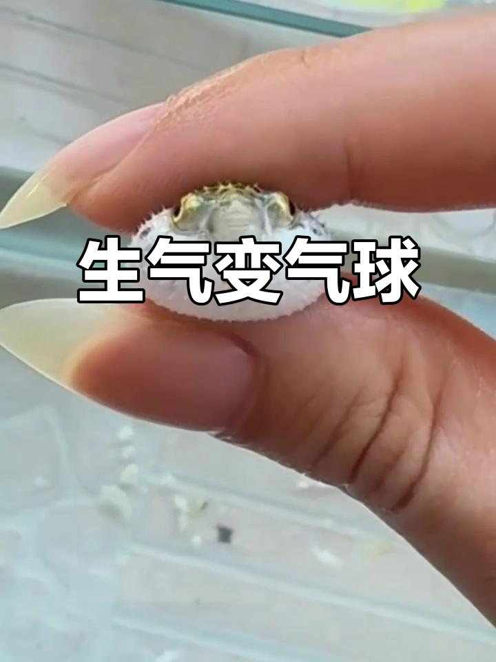 河豚鱼脾气火爆,一生气就膨胀成圆球吓唬人!