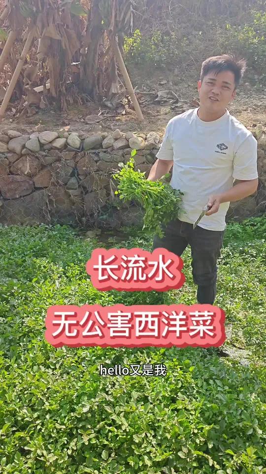 纯净长流水的西洋菜 