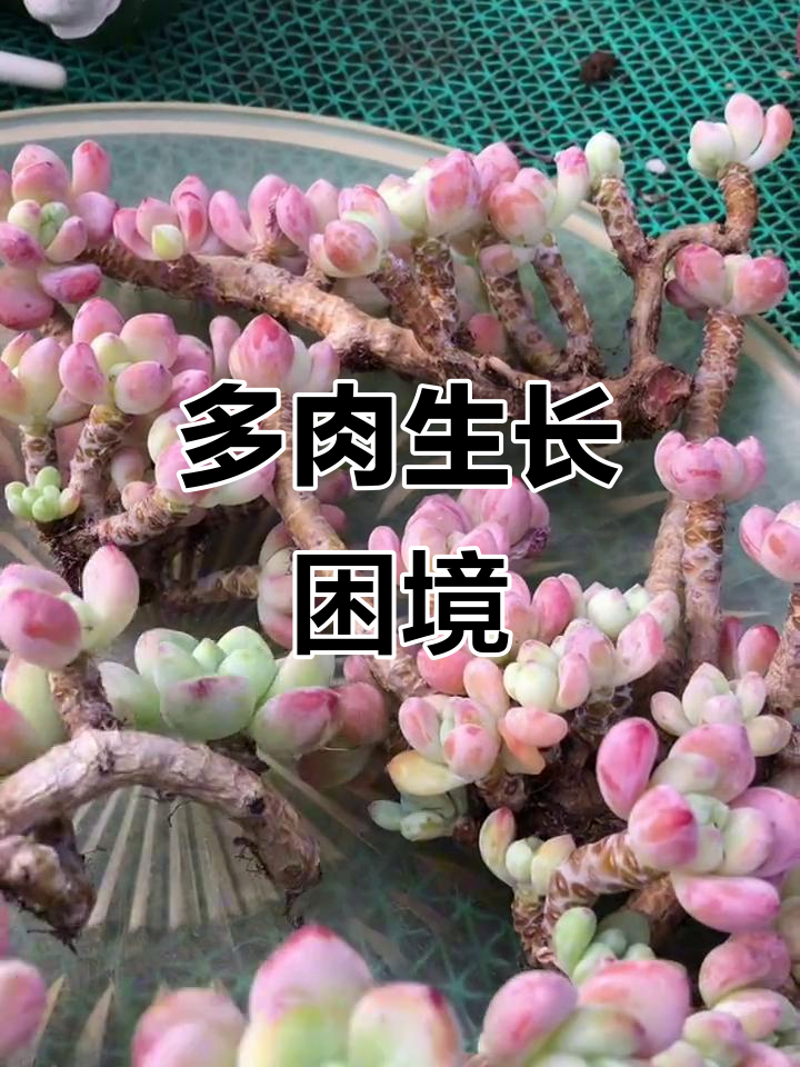 劳尔多肉香气扑鼻,但生长停滞,需换土修根才能恢复