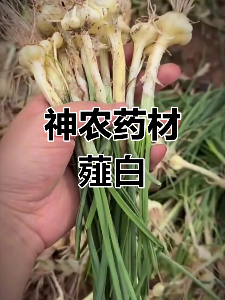 薤白:神农本草经中的神奇药材,农村常见却少见的野菜