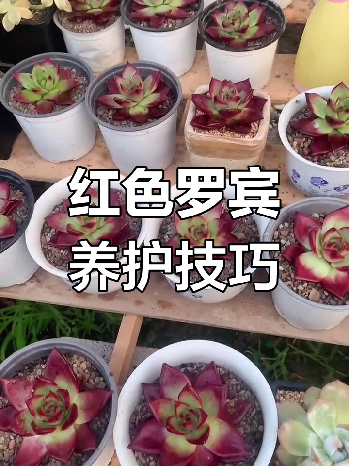 罗宾多肉养护全攻略