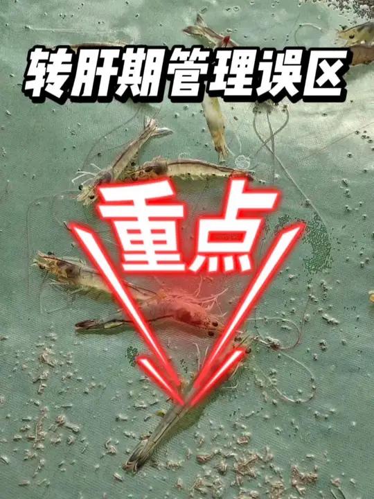 对虾转肝期只会看白膜?那你就大错特错了!