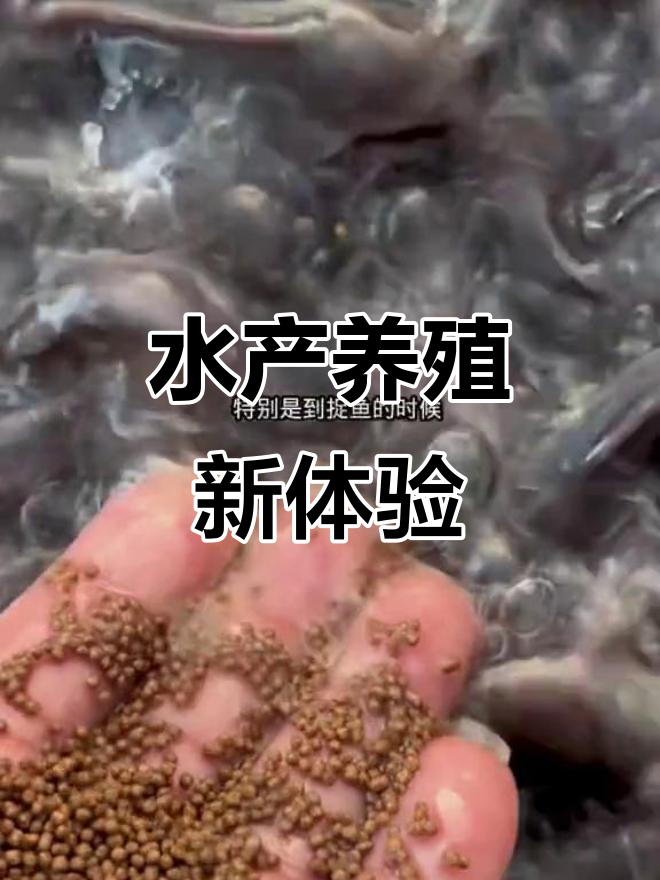 带你体验水产养殖的乐趣,皇妃一代新品种鱼来袭