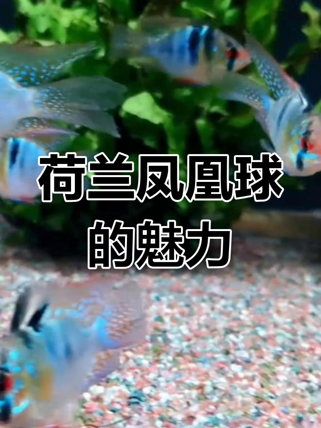 荷兰凤凰球:短鲷之王,美丽与优雅并存