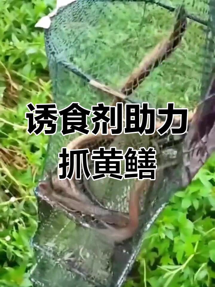黄鳝诱食剂让黄鳝轻松进笼,抓个几十斤不是问题