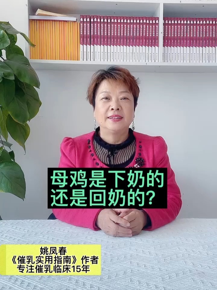 母鸡是下奶的还是回奶的呢?