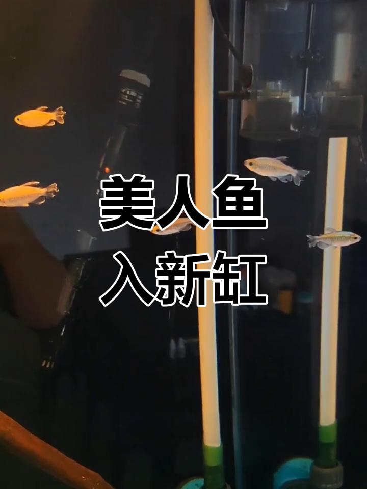 美人鱼闯缸,埃及也能轻松入住!