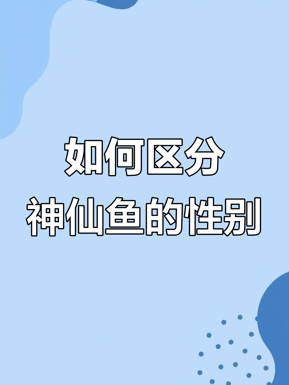 神仙鱼公母分辨技巧，轻松掌握！