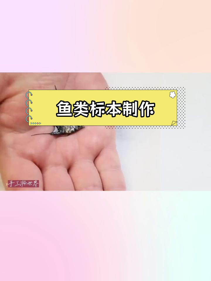 宠物鱼标本制作全过程