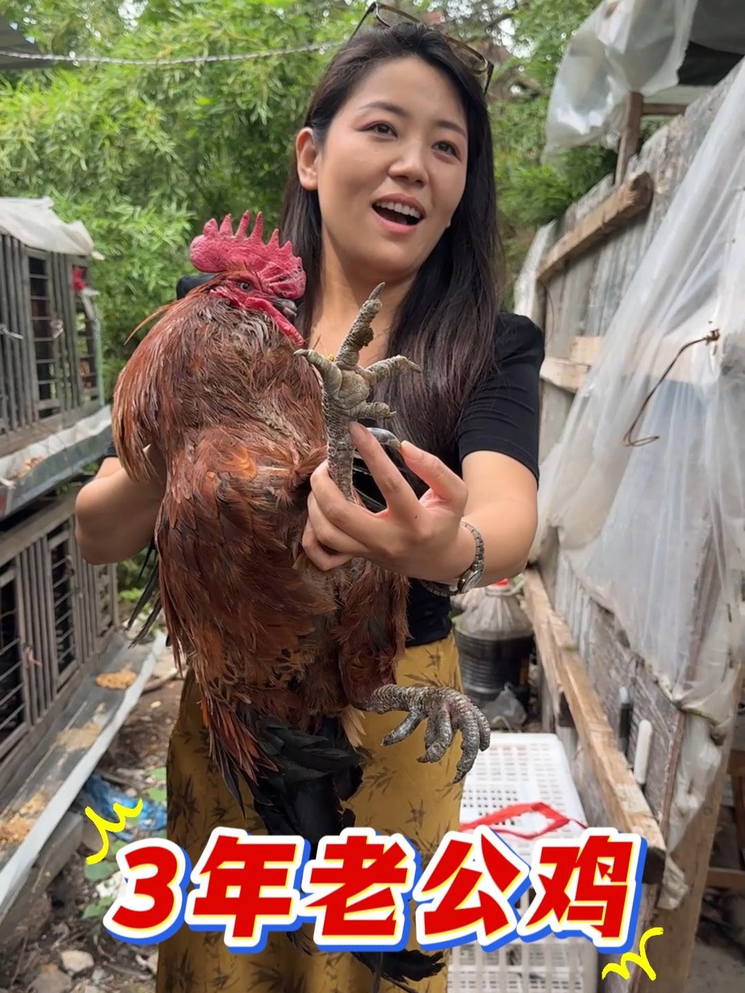山东临沂3年老公鸡,一只390元