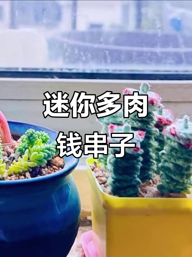 小巧可爱的多肉钱串子,轻松养护