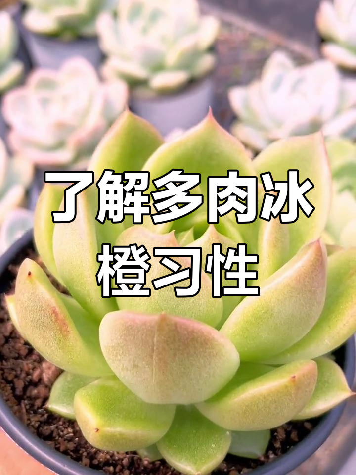 多肉冰橙:从养护到繁殖全攻略