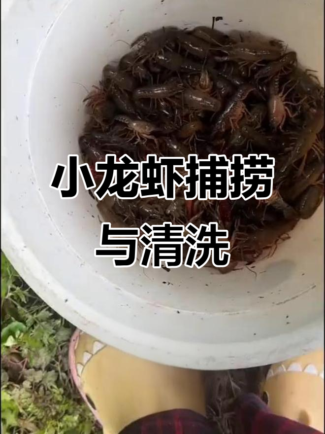 钓龙虾后鞋子脏了,清洗小龙虾的搞笑过程