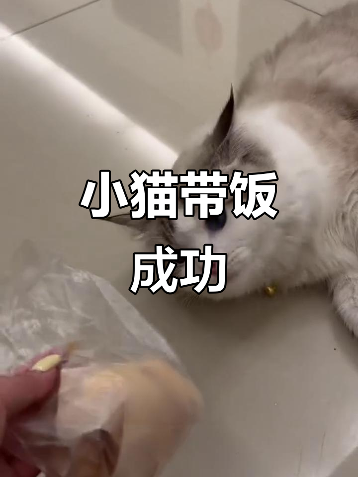 汤圆吃鸡蛋糕,边玩边吃的可爱猫咪日常