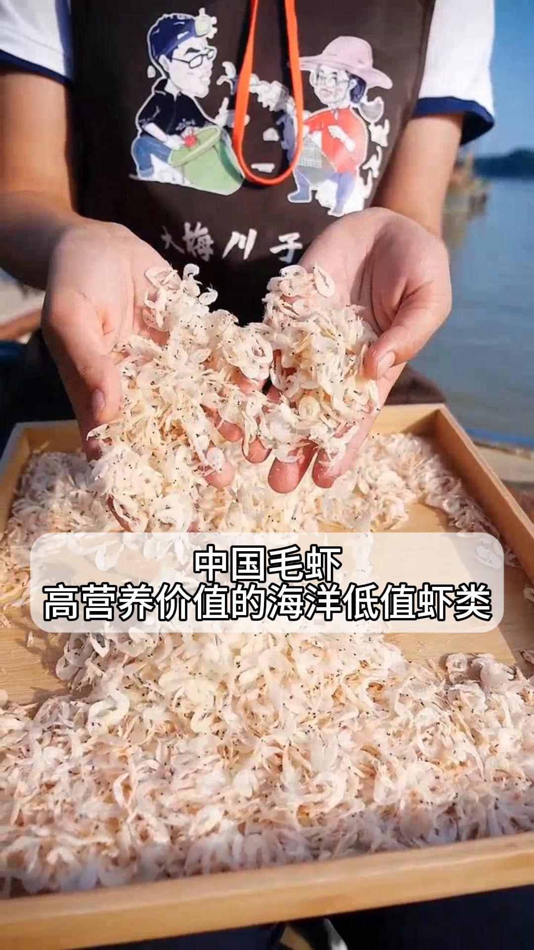 中国毛虾,高营养价值的海洋低值虾类