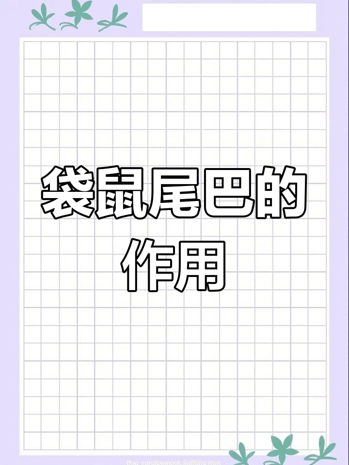 袋鼠尾巴的秘密:如何保护自己