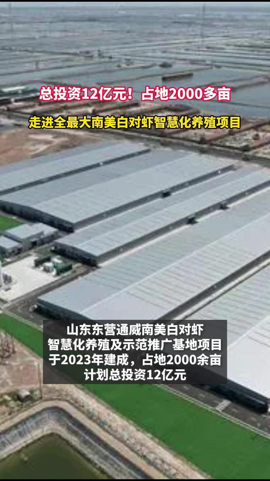 总投资12亿元!占地2000多亩!走进全最大南美白对虾智慧化养殖项目 南美白对虾 水产养殖