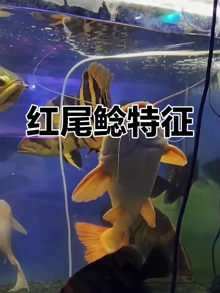 红尾鲶体型修长,灰黑斑点与血红色鳍让它独特醒目