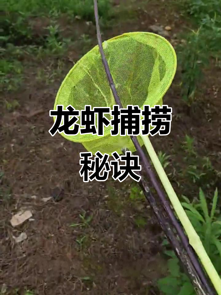 钓龙虾秘籍:一天轻松捕获十几斤,位置全公开!