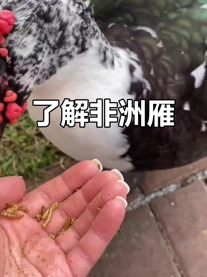 探秘非洲雁：番鸭的自然魅力与观赏价值