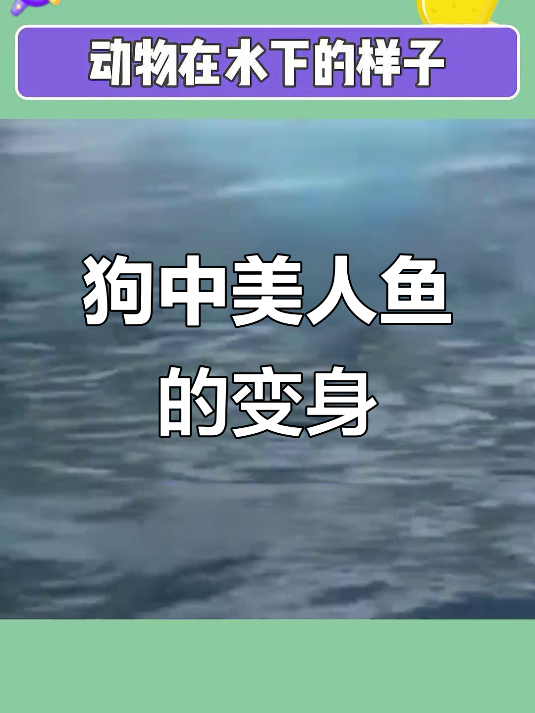 狗狗也能有美人鱼般的魅力,水下造型太惊艳了