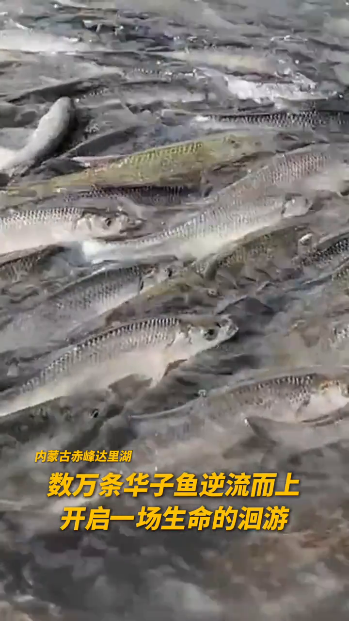 年年有“鱼”!数万条华子鱼逆流而上,“力争上游”创造生命奇迹