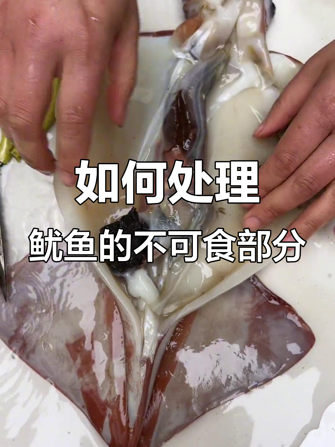 清理鱿鱼大揭秘,这些部位不能吃!
