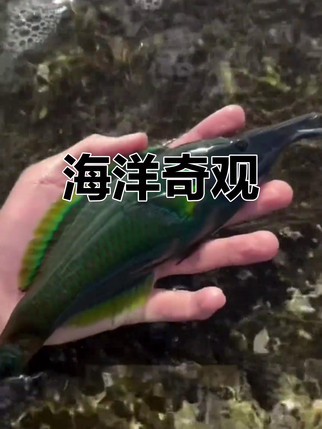 海缸中的独特生物:色彩斑斓、奇特造型,各有各的魅力!