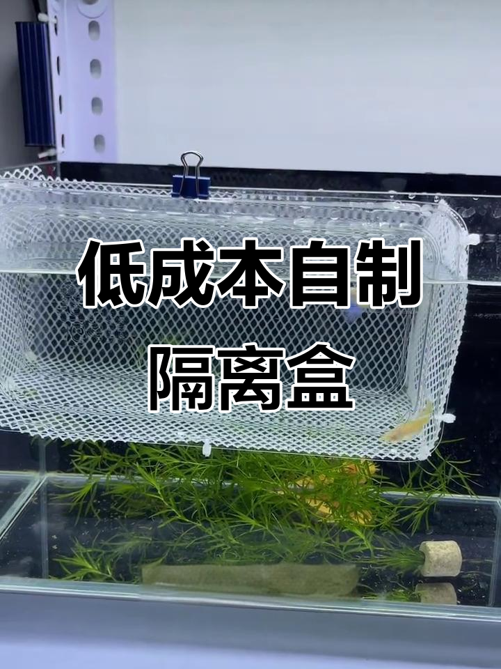 南方鱼友必看!低成本DIY孔雀鱼隔离盒教程