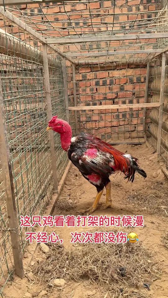 这只鸡看着打架的时候漫不经心,次次都没伤 原创视频上热搜斗鸡文化斗鸡斗鸡