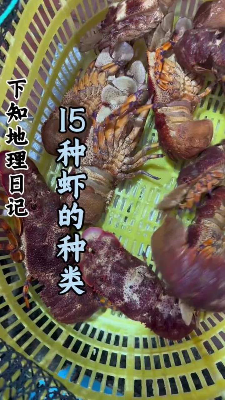 科普分享常见虾的种类，看看你认识几种！