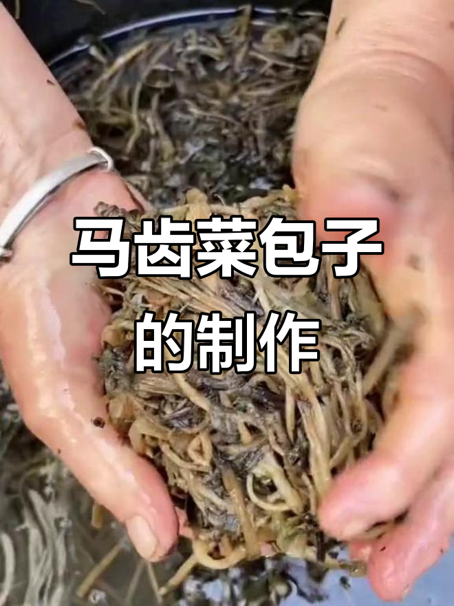 马齿菜包子做法大揭秘,简单又美味!