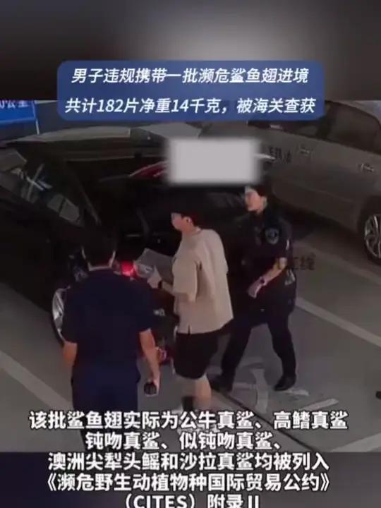 珠海一男子携濒危鲨鱼翅入境被查 近日,珠海。横琴海关关员对进境车辆开展监管时,在一辆跨境客