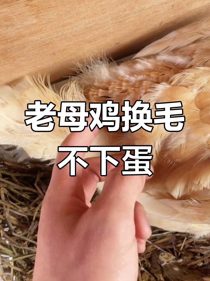 换毛期老母鸡仍能下蛋