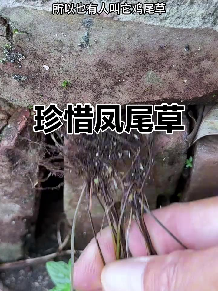 凤尾草:农村常见却被误认为是杂草,其实它很有价值