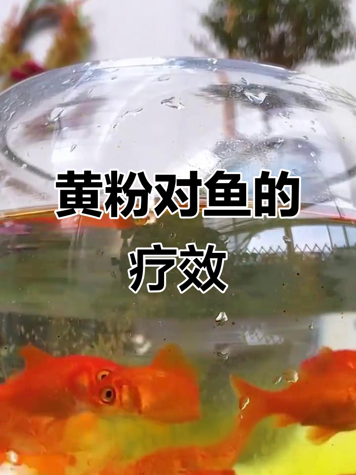 黄粉如何帮助鱼体恢复健康?细菌性病症的治愈之道