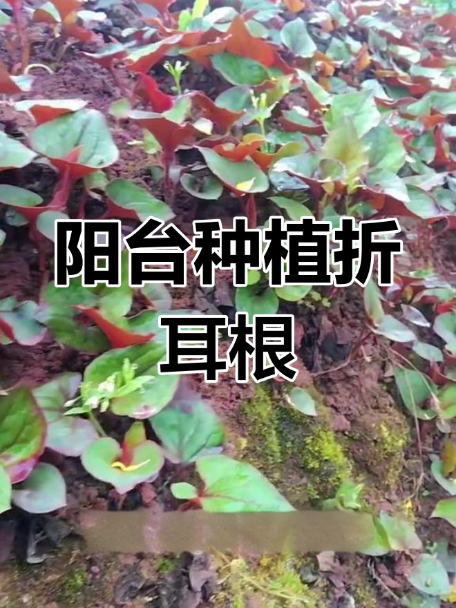 阳台花盆别空着,种点鱼腥草折耳根,营养又美味