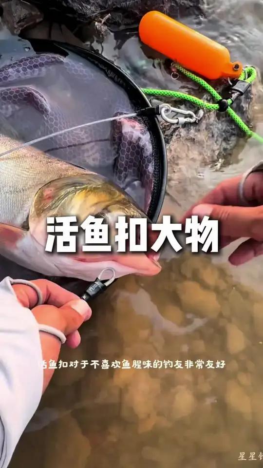 活鱼扣 抽鲢鳙钓大鱼,活鱼扣比鱼护好用太多,鱼不容易翻白,而且也没鱼腥味