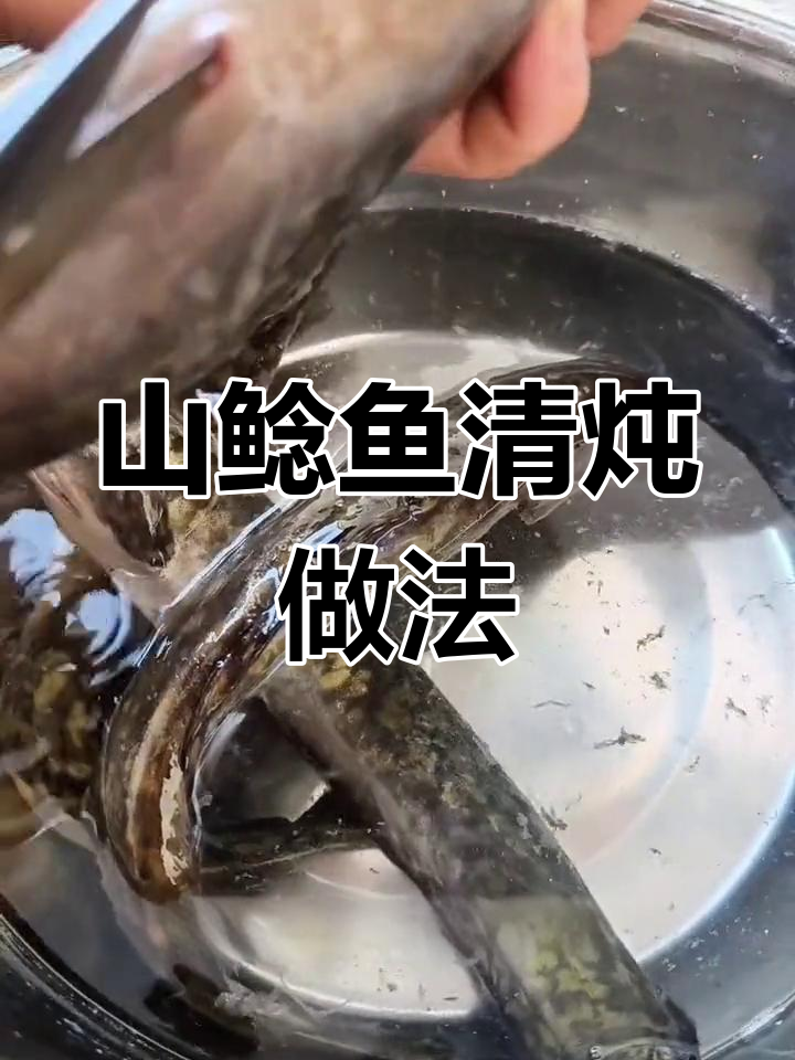 野生山鲶鱼,营养丰富,炖法多样