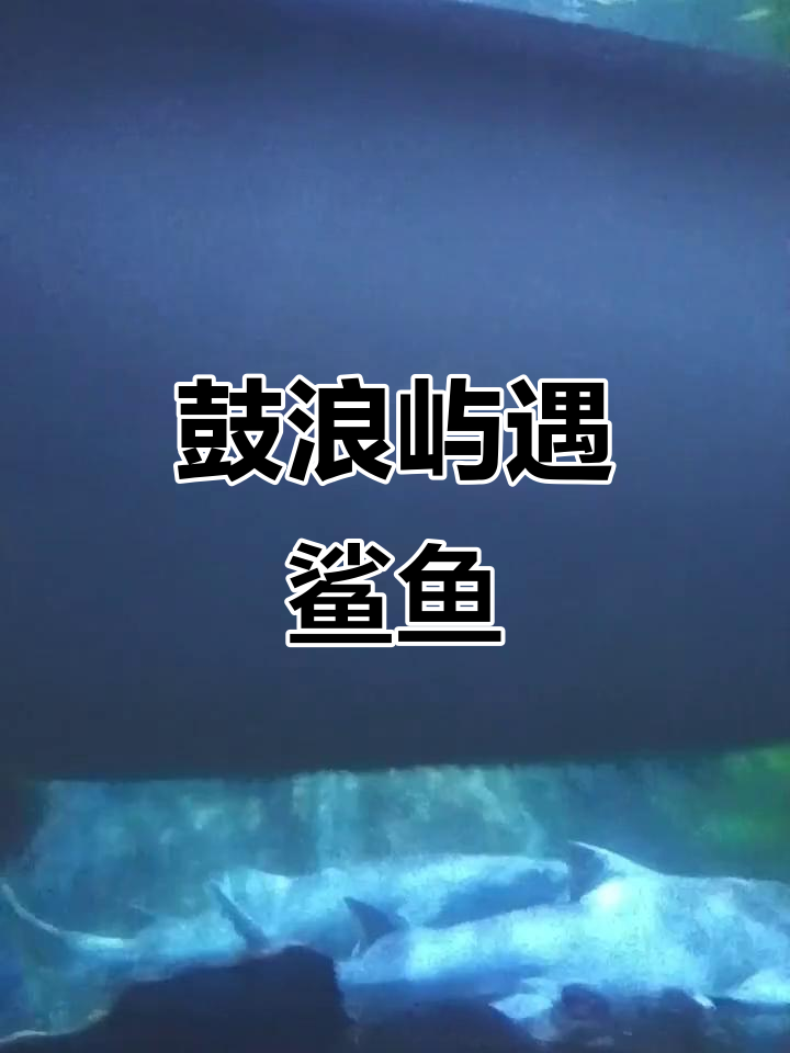 在厦门海底世界,被鲨鱼贴脸吓一跳